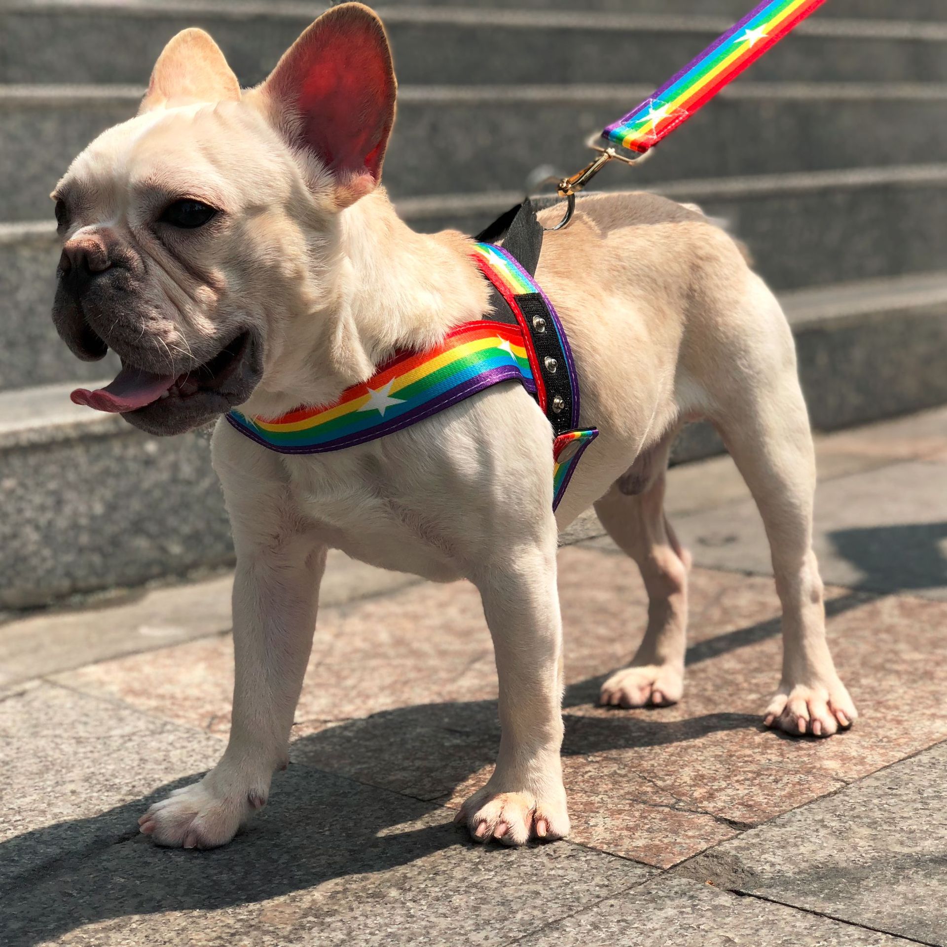 Unleash the Fun with the Rainbow Cool Pet Chain Leash Control Gear